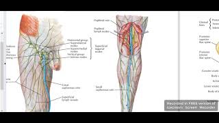 Veins of lower limb [upl. by Nnoryt584]