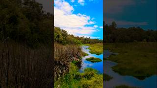 Yanchep National Park westernaustralia park australia explore travel [upl. by Hicks361]