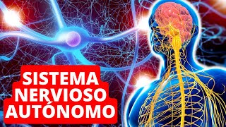 El SISTEMA NERVIOSO AUTÓNOMO explicado funciones y estructura 🧠 [upl. by Nodgnal]