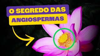 Angiospermas  As Plantas que Dominaram O Mundo [upl. by Estell]