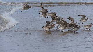 Bar tailed godwits [upl. by Trinette]