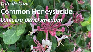 EUROPEAN HONEYSUCKLE Lonicera periclymenum identification growing tips factoids Woodine Common [upl. by Eleik381]