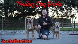 How to socialize your dog  Trolling Dog Parks [upl. by Nosnev]