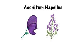 Aconitum Napellus Sketch Notes  Materia Medica  homeopathy homeopathicmedicine materiamedica [upl. by Janette]