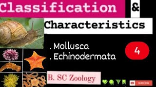 Classification amp Characteristics  4 l Mollusca l Echinodermata l BSc Zoology l kkeducationn [upl. by George]