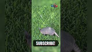 Surprise Armadillo Encounter  Urban Wilds  NUP Shorts nature armadillo subscribe [upl. by Goodwin]