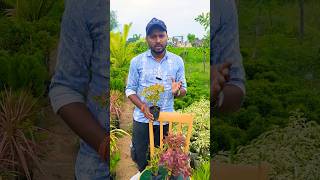 Coleus Show Plant 🪴 Outdoor amp Indoor Plants 🪴  shorts sell youtubeshorts nursery viralshort [upl. by Avert]