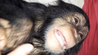 Orphaned Chimp Titas First Laugh [upl. by Sirah410]