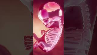 Bones of a fetus at week 10 meded anatomy 3dmodel [upl. by Arykat153]