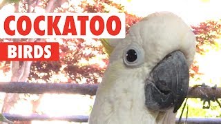 Funny Cockatoo Bird Videos Thatll Make You Chuckle  The Pet Collective [upl. by Yentruok]