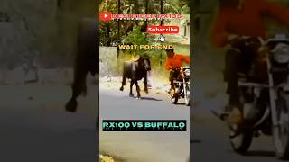 YAMAHA RX100 SOUND BUFFALO REACTION 😱  WAIT FOR END [upl. by Gariepy]