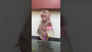 baby monkey animals cute babymonkey lovelybabymonkey love reels shortsmonkey [upl. by Melbourne820]