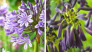 How to Plant Agapanthus Summer Garden Guide [upl. by Onfre]