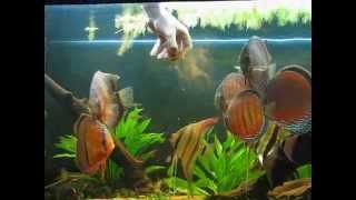 Wild Discus e Altum Orinoco [upl. by Ayres804]