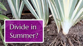 Divide These 3 Perennials in Summer for Free Plants [upl. by Huntlee]