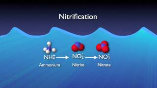 The Nitrogen Cycle [upl. by Bazar]