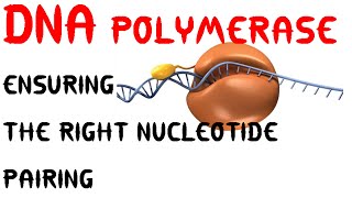 DNA polymerization  nucleotide addition during DNA synthesis [upl. by Annaoj]