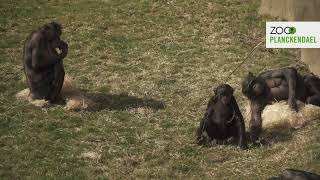 Lenteweer buitenweer bonobos spelen in het groen [upl. by Bust]