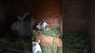 🐰 Funniest 🐰 rabbit mating ever🤣🤣🤣 [upl. by Hannavas]