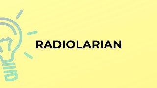 What is the meaning of the word RADIOLARIAN [upl. by Kwang]