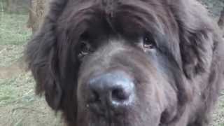 Brown Newfoundland Dog quotTheoquot [upl. by Vassili]