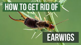 How to Get Rid of Earwigs 4 Easy Steps [upl. by Eimam]