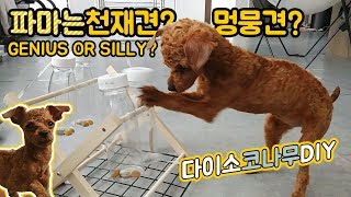 다이소 노즈워크 코나무 DIY 파마는 과연 천재견일까 멍뭉견일까 Daiso Hack PERMA Genius or Silly [upl. by Ahsiugal]