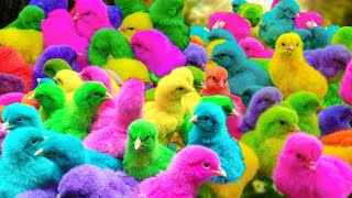 Menangkap ayam lucu ayam warna warni ayam rainbow bebek angsa ikan hias ikan cupang Kelinci [upl. by Mart]