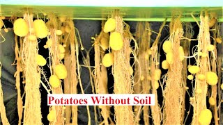 Amazing HighTech HydroponicAeroponic PotatoesGrowing plants without soil gardening technology►1 [upl. by Kath]