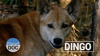 The Dingo´s Strength  Nature  Planet Doc Full Documentaries [upl. by Htor]