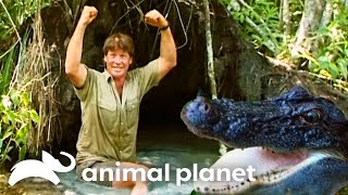 Steve Irwin Swam with American Alligators in the Everglades  The Crocodile Hunter  Animal Planet [upl. by Aenel]