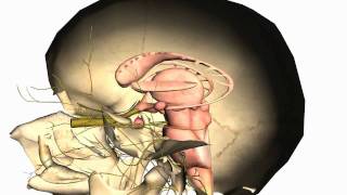 Skull tutorial 1  Bones of the Calvaria  Anatomy Tutorial PART 2 [upl. by Anibla513]