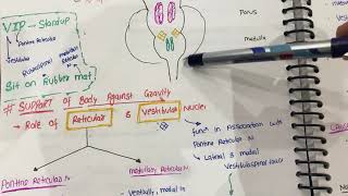 regulation of tone amp posture  cns from guyton hindi  control of tone amp posture neurophysiology [upl. by Peatroy]