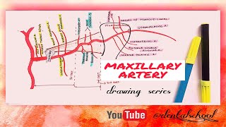 Maxillary arteryAnatomyDrawing seriesEasy diagramBibliodent [upl. by Isleen]