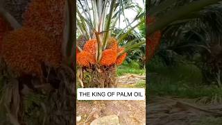 The king of palm oil shorts palm tree [upl. by Norrej]