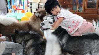 子供と犬 ハスキーChildren and Dogs The cry 泣かされる子供（孫） [upl. by Kerrie]