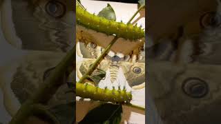 How Will Caterpillar Become a Beautiful Moth Giant Peacock Moth Saturnia pyri Kyiv Ukraine [upl. by Roana]