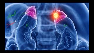 IM Endocrine 19 Adrenal gland Adrenal incidentaloma [upl. by Bessy626]