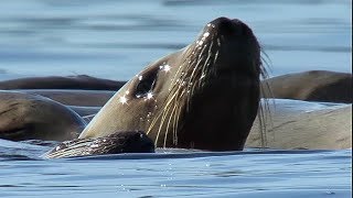 Orcas Attack Sea lion  Natures Great Events  BBC Earth [upl. by Blaseio737]