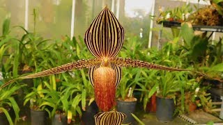 UNBELIEVABLE Orchids Worlds Most Spectacular Plants episode 12 of 14 [upl. by Nnylorac840]