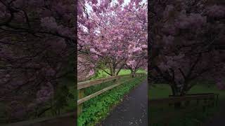 Pitlochry scotland scotlandtravel travel travelvlog [upl. by Ahkihs235]