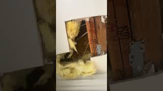 Rodent ate the water line pexpipe waterleak leaking plumber piperepair [upl. by Pepillo]