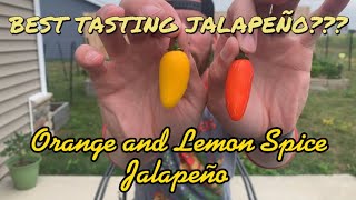 Best Tasting Jalapeño Orange Spice and Lemon Spice Jalapeño NuMex Pepper Review [upl. by Reisman]