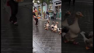 hollanda türkiye amsterdam viralvideo [upl. by Yrem673]