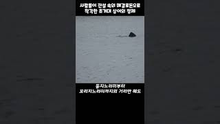 quot앗 깜짝이야quot 사람들이 전설 속의 메갈로돈으로 착각한 초거대 상어의 정체 [upl. by Ahsinal]