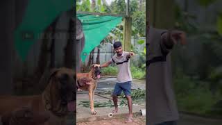 പിടിക്കെടാ അമ്മായിനെ  kaveri  malappuram  shimil animals kaveri dog love [upl. by Llener]