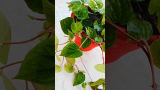 Diy Trellis For Plant shorts viralshorts diy trellis plants gardening ytshorts foryou [upl. by Emelen]