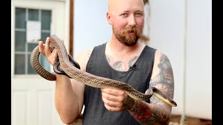 Adding Snakes To Our Bioactive Jungle Greenhouse [upl. by Annej136]