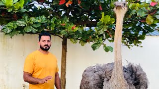 Ostrich ഒട്ടകപ്പക്ഷിയെക്കുറിച്ച്‌ കുറച്ച്‌ കാര്യങ്ങൾ Most attacking birds  huge bird  petstation [upl. by Lanuk]