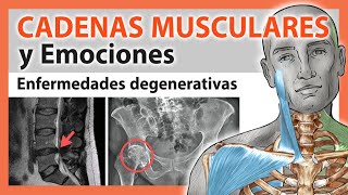 🛑 CADENAS MUSCULARES y Emociones 👉 Lumbalgia Cervicalgia Hernia discal Artrosis y Tendinitis [upl. by Esorbma]